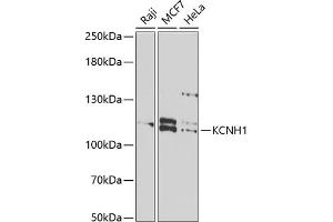 Western blot analysis of extracts of various cell lines, using KCNH1 antibody (ABIN6132044, ABIN6142711, ABIN6142712 and ABIN6222331) at 1:1000 dilution. (KCNH1 anticorps  (AA 813-962))