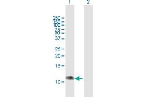 Western Blot analysis of C17orf37 expression in transfected 293T cell line by C17orf37 MaxPab polyclonal antibody. (C17orf37 anticorps  (AA 1-115))