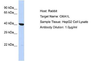 Host: Rabbit Target Name: OXA1L Sample Type: HepG2 Whole cell lysates Antibody Dilution: 1. (OXA1L anticorps  (C-Term))