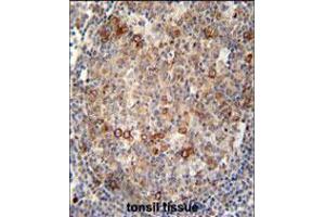 ABCC10 antibody immunohistochemistry analysis in formalin fixed and paraffin embedded human tonsil tissue followed by peroxidase conjugation of the secondary antibody and DAB staining. (ABCC10 anticorps  (AA 767-793))