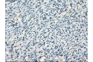 Image no. 3 for anti-Fc gamma RII (CD32) antibody (ABIN1497256) (Fc gamma RII (CD32) anticorps)