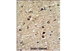 Formalin-fixed and paraffin-embedded human brain tissue reacted with XPO1 Antibody (C-term), which was peroxidase-conjugated to the secondary antibody, followed by DAB staining. (XPO1 anticorps  (C-Term))