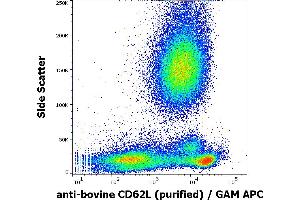 Flow cytometry surface staining pattern of bovine peripheral whole blood stained using anti-bovine CD62L (IVA94) purified antibody (concentration in sample 1 μg/mL) GAM APC. (L-Selectin anticorps)