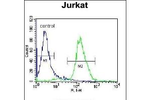 JAZF1 Antibody (N-term) (ABIN655639 and ABIN2845117) flow cytometric analysis of Jurkat cells (right histogram) compared to a negative control cell (left histogram). (JAZF1 anticorps  (N-Term))