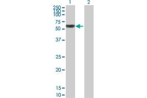 Western Blot analysis of IRF6 expression in transfected 293T cell line by IRF6 MaxPab polyclonal antibody.
