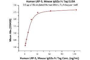 Immobilized Biotinylated Human Dkk-1, Fc,Avitag (ABIN6253199,ABIN6253585) at 5 μg/mL (100 μL/well) on Streptavidin  precoated (0. (LRP5 Protein (AA 644-1263) (Fc Tag))