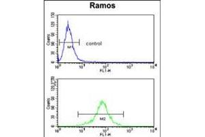 Flow cytometry analysis of Ramos cells (bottom histogram) compared to a negative control cell (top histogram). (PGLS anticorps  (C-Term))