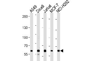 Western blot analysis in A549,Daudi,Jurkat,MCF-7,NCI-H292 cell line lysates (35ug/lane). (FOXP1 anticorps  (C-Term))