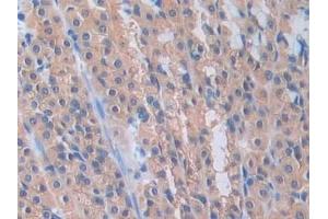 Detection of PANX1 in Rat Stomach Tissue using Polyclonal Antibody to Pannexin 1 (PANX1)