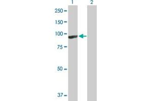 Western Blot analysis of ARHGEF6 expression in transfected 293T cell line by ARHGEF6 MaxPab polyclonal antibody.