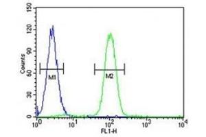 SP1 antibody flow cytometric analysis of K562 cells (right histogram) compared to a negative control (left histogram).