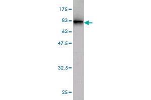 Western Blot detection against Immunogen (74. (GDI1 anticorps  (AA 1-447))