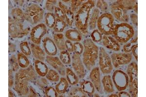 IHC image of ABIN7127521 diluted at 1:100 and staining in paraffin-embedded human kidney tissue performed on a Leica BondTM system. (Recombinant GPX4 anticorps)