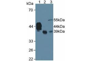 Western blot analysis of (1) Human Serum, (2) Human Liver Tissue and (3) Rat Testis Tissue. (HPR anticorps  (AA 102-347))