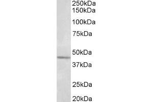 Image no. 1 for anti-Synaptotagmin V (SYT5) (AA 80-93) antibody (ABIN1104573) (Synaptotagmin V anticorps  (AA 80-93))