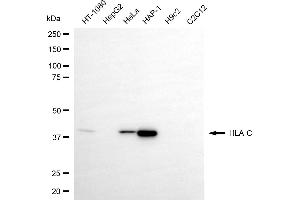 Western blotting analysis using HLA-C antibody (ABIN7799321). (HLA-C anticorps)