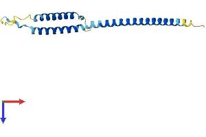 AlphaFold protein structure predicition of Mouse Recombinant Med21 Protein, UniprotID Q9CQ39