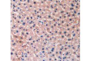 IHC-P analysis of liver tissue, with DAB staining. (LIFR anticorps  (AA 151-290))