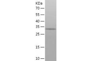 Western Blotting (WB) image for RNA-Binding Protein S1 (RNPS1) (AA 1-305) protein (His tag) (ABIN7124932) (RNPS1 Protein (AA 1-305) (His tag))