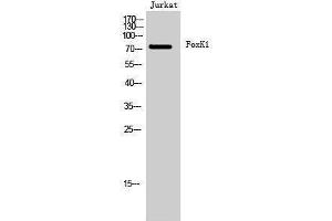 Western Blotting (WB) image for anti-Forkhead Box K1 (Foxk1) (C-Term) antibody (ABIN3175126) (Foxk1 anticorps  (C-Term))