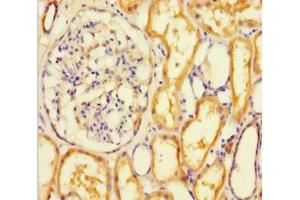 Immunohistochemistry of paraffin-embedded human kidney tissue using ABIN7167749 at dilution of 1:100 (RTN4RL1 anticorps  (AA 201-420))