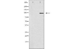 Western blot analysis of extracts from RAW264. (GRID1 anticorps  (Internal Region))