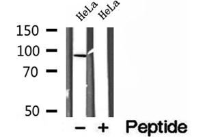 Western blot analysis of extracts of HeLa cells, using LMOD1 antibody. (Leiomodin 1 anticorps  (C-Term))