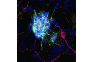 Immunofluorescence of cultured rat neurons showing strong cytoplasmic staining of doublecortin (green) in developing neurons and GFAP ( ABIN361379) in red. (Doublecortin anticorps)