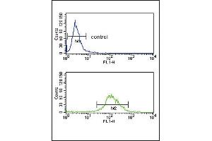 TAT Antibody (Center) (ABIN653486 and ABIN2842905) flow cytometry analysis of K562 cells (bottom histogram) compared to a negative control cell (top histogram). (Tat (AA 279-306) anticorps)