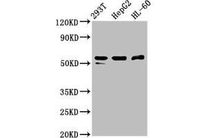 Western Blot Positive WB detected in: 293T whole cell lysate, HepG2 whole cell lysate, HL60 whole cell lysate All lanes: PACSIN2 antibody at 2. (PACSIN2 anticorps  (AA 240-410))
