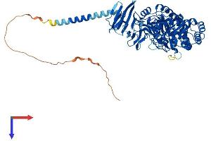 AlphaFold protein structure predicition of Human Recombinant MYORG Protein, UniprotID Q6NSJ0