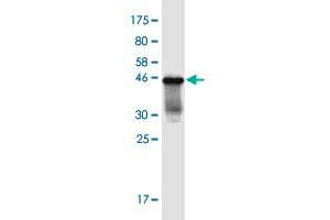 Western Blot detection against Immunogen (36.
