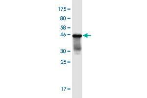 Western Blot detection against Immunogen (36. (GABRA4 anticorps  (AA 401-500))