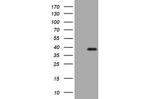 Image no. 1 for anti-Kallikrein 8 (KLK8) (AA 33-260) antibody (ABIN1491427) (Kallikrein 8 anticorps  (AA 33-260))