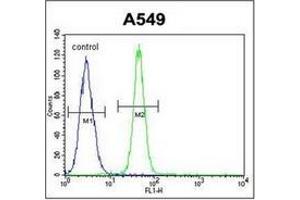 Flow cytometric analysis of A549 cells using FBXO24 Antibody  (right histogram) compared to a negative control cell (left histogram). (FBXO24 anticorps  (Middle Region))