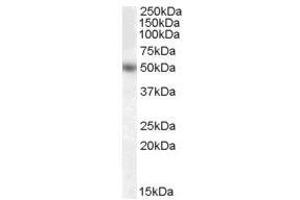Image no. 1 for anti-Early Growth Response 4 (EGR4) (Internal Region) antibody (ABIN374881) (EGR4 anticorps  (Internal Region))