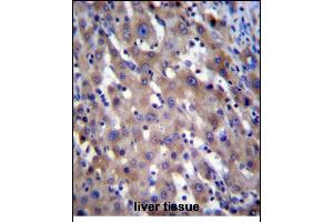 RPGR Antibody (C-term) (ABIN656160 and ABIN2845491) immunohistochemistry analysis in formalin fixed and paraffin embedded human liver tissue followed by peroxidase conjugation of the secondary antibody and DAB staining. (RPGR anticorps  (AA 744-772))