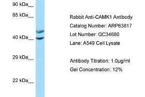 Western Blotting (WB) image for anti-Calcium/calmodulin-Dependent Protein Kinase I (CAMK1) (N-Term) antibody (ABIN970275) (CAMK1 anticorps  (N-Term))