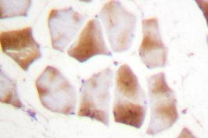 Image no. 1 for anti-Actin (pan) antibody (ABIN271986)