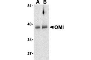 Western Blotting (WB) image for anti-HtrA Serine Peptidase 2 (HTRA2) (C-Term) antibody (ABIN1030560) (HTRA2 anticorps  (C-Term))