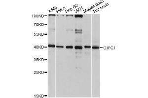 Western blot analysis of extracts of various cell lines, using GIPC1 antibody. (GIPC1 anticorps)