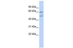 Image no. 1 for anti-Zinc Finger Protein 415 (ZNF415) (N-Term) antibody (ABIN6740595) (ZNF415 anticorps  (N-Term))
