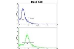 Flow cytometric analysis of hela cells using PDRG Antibody (N-term)(bottom histogram) compared to a negative control cell (top histogram). (PDRG1 anticorps  (N-Term))