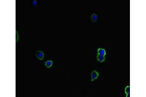 Immunofluorescent analysis of HepG2 cells using ABIN7171458 at dilution of 1:100 and Alexa Fluor 488-congugated AffiniPure Goat Anti-Rabbit IgG(H+L) (TIAM1 anticorps  (AA 52-224))