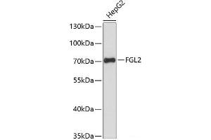 Western blot analysis of extracts of HepG2 cells using FGL2 Polyclonal Antibody at dilution of 1:3000. (FGL2 anticorps)
