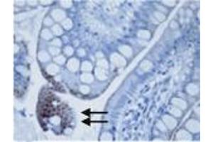 Image no. 1 for anti-Toll-Like Receptor 3 (TLR3) (AA 55-70) antibody (ABIN208035)