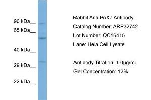 WB Suggested Anti-PAX7 Antibody Titration: 0. (PAX7 anticorps  (C-Term))
