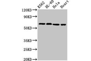 Western Blot Positive WB detected in: K562 whole cell lysate, HL60 whole cell lysate, Hela whole cell lysate, Rat heart tissue All lanes: UBASH3A antibody at 3 μg/mL Secondary Goat polyclonal to rabbit IgG at 1/50000 dilution Predicted band size: 75, 70, 60 kDa Observed band size: 70 kDa (UBASH3A anticorps  (AA 287-455))