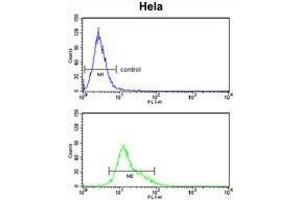 TNFRSF10D Antibody (Center) flow cytometry analysis of Hela cells (bottom histogram) compared to a negative control cell (top histogram).