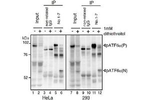 IP-Western blot analysis of human cell extracts using ATF6 monoclonal antibody, clone 1-7 . (ATF6 anticorps  (N-Term))